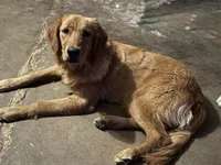 Orange girl, a female Golden Retriever for sale in Austin, TX – 8 of 9