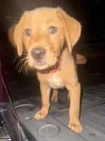 Orange girl, a female Golden Retriever for sale in Austin, TX – 2 of 9