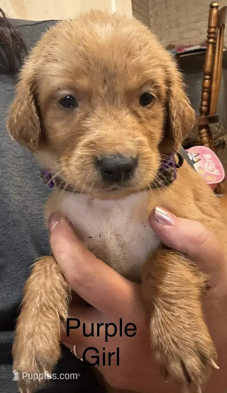 Purple Girl – Golden Retriever puppy for sale in Austin, TX