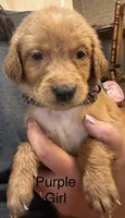 Purple Girl, a female Golden Retriever for sale in Austin, TX – 1 of 1