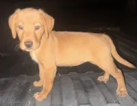 Male Golden Retriever puppy , a male Golden Retriever and Labrador Retriever for sale in Austin, TX – 5 of 6
