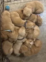 Orange girl, a female Golden Retriever for sale in Austin, TX – 7 of 9