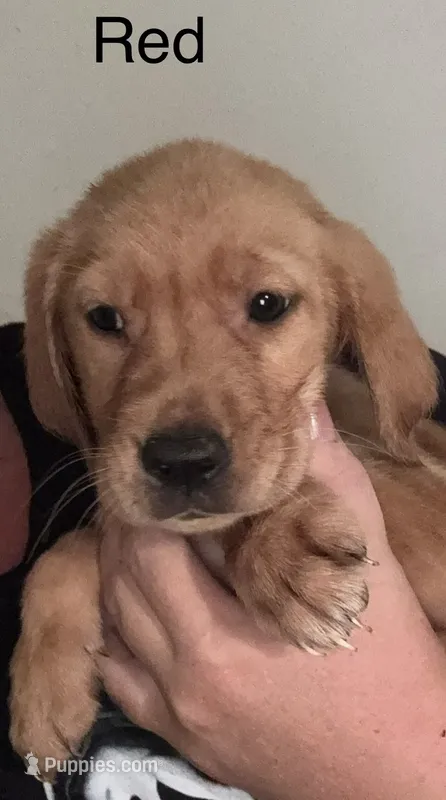 Red girl – Golden Retriever puppy for sale in Austin, TX