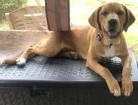 Orange girl, a female Golden Retriever for sale in Austin, TX – 9 of 9