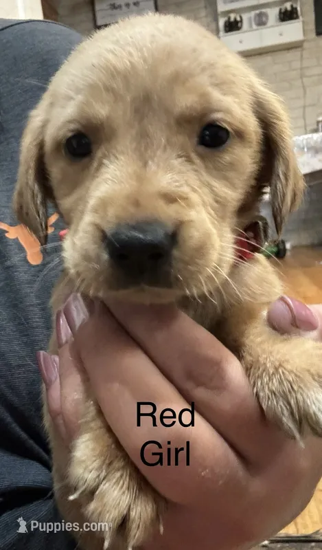 Red girl – Golden Retriever puppy for sale in Austin, TX