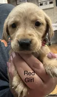 Red girl, a female Golden Retriever for sale in Austin, TX – 1 of 1