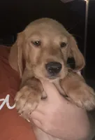 Orange girl, a female Golden Retriever for sale in Austin, TX – 1 of 9