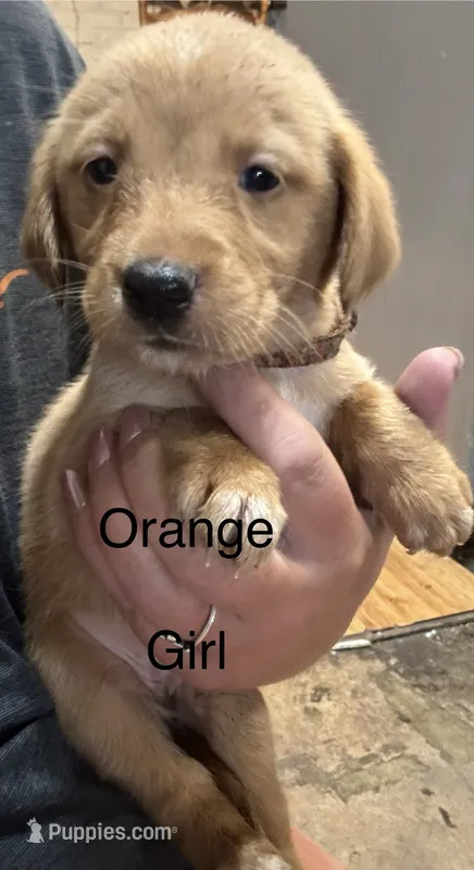 Orange girl – Golden Retriever puppy for sale in Austin, TX