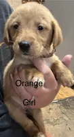 Orange girl, a female Golden Retriever for sale in Austin, TX – 1 of 1