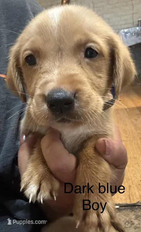 Dark blue boy – Golden Retriever puppy for sale in Austin, TX