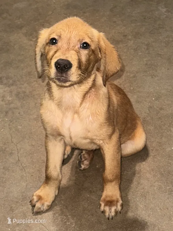 Male Golden Retriever puppy  – Golden Retriever, Labrador Retriever puppy for sale in Austin, TX