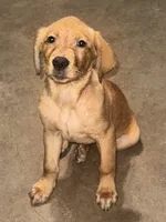 Male Golden Retriever puppy , a male Golden Retriever and Labrador Retriever for sale in Austin, TX – 1 of 6