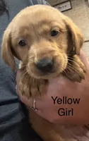 Yellow girl, a female Golden Retriever for sale in Austin, TX – 1 of 1