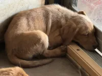 Male Golden Retriever puppy , a male Golden Retriever and Labrador Retriever for sale in Austin, TX – 6 of 6