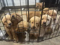 Orange girl, a female Golden Retriever for sale in Austin, TX – 6 of 9