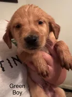 Green boy, a male Golden Retriever for sale in Austin, TX – 1 of 1