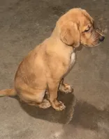 Male Golden Retriever puppy , a male Golden Retriever and Labrador Retriever for sale in Austin, TX – 4 of 6
