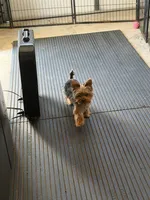 April, a female Yorkshire Terrier for sale in Prince George, VA – 8 of 10