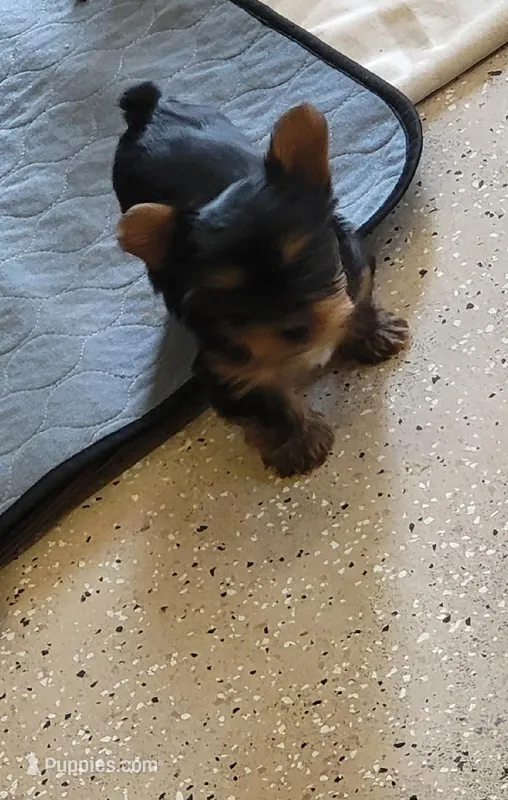 April – Yorkshire Terrier puppy for sale in Prince George, VA