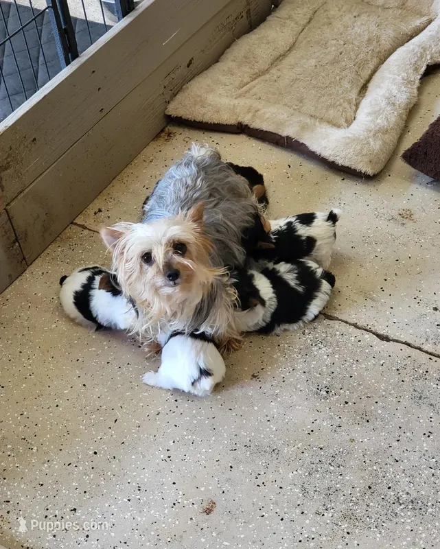 April – Yorkshire Terrier puppy for sale in Prince George, VA