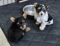 April, a female Yorkshire Terrier for sale in Prince George, VA – 7 of 10