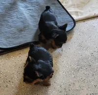 April, a female Yorkshire Terrier for sale in Prince George, VA – 2 of 10
