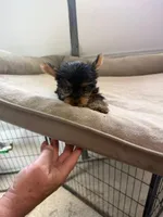 April, a female Yorkshire Terrier for sale in Prince George, VA – 9 of 10