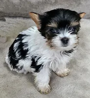 April, a female Yorkshire Terrier for sale in Prince George, VA – 4 of 10