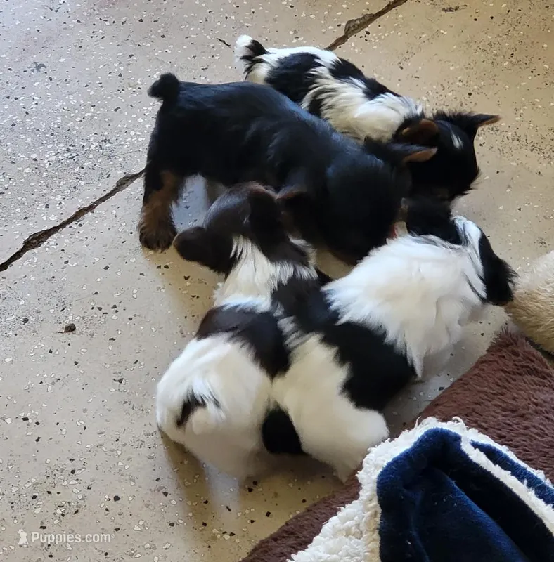 April – Yorkshire Terrier puppy for sale in Prince George, VA