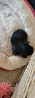 April, a female Yorkshire Terrier for sale in Prince George, VA – 3 of 10