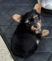 April, a female Yorkshire Terrier for sale in Prince George, VA – 5 of 10