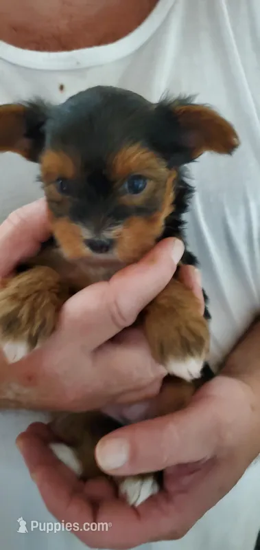 April – Yorkshire Terrier puppy for sale in Prince George, VA
