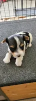 April, a female Yorkshire Terrier for sale in Prince George, VA – Photo 3 of 6