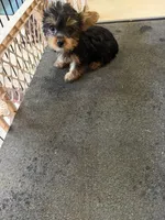 April, a female Yorkshire Terrier for sale in Prince George, VA – 10 of 10