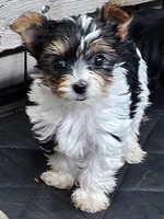 April, a female Yorkshire Terrier for sale in Prince George, VA – 6 of 10