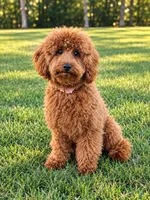 Coco Chanel , a female Poodle - Toy  for sale in Millington, TN – 2 of 2
