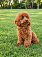 Coco Chanel , a female Poodle - Toy  for sale in Millington, TN – 1 of 2