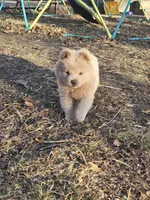 Judo, a female Chow Chow for sale in Neosho, MO – Photo 6 of 6