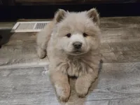 Judo, a female Chow Chow for sale in Neosho, MO – Photo 3 of 6