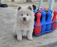Judo, a female Chow Chow for sale in Neosho, MO – Photo 1 of 6