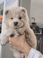 Judo, a female Chow Chow for sale in Neosho, MO – Photo 4 of 6