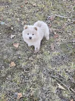 Judo, a female Chow Chow for sale in Neosho, MO – Photo 5 of 6