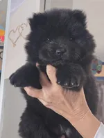 Beebee, a female Chow Chow for sale in Neosho, MO – Photo 1 of 2