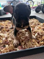 Saint , a male French Bulldog for sale in Slidell, LA – 2 of 9