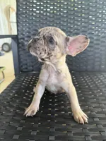 Cujo , a male French Bulldog for sale in Slidell, LA – 7 of 7