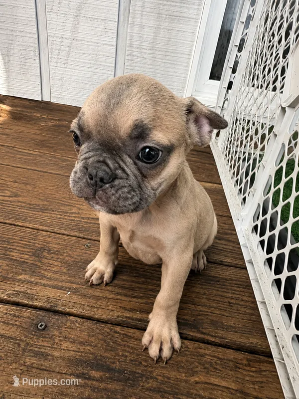 Shadow  – French Bulldog puppy for sale in Slidell, LA