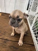 Shadow , a male French Bulldog for sale in Slidell, LA – 5 of 7