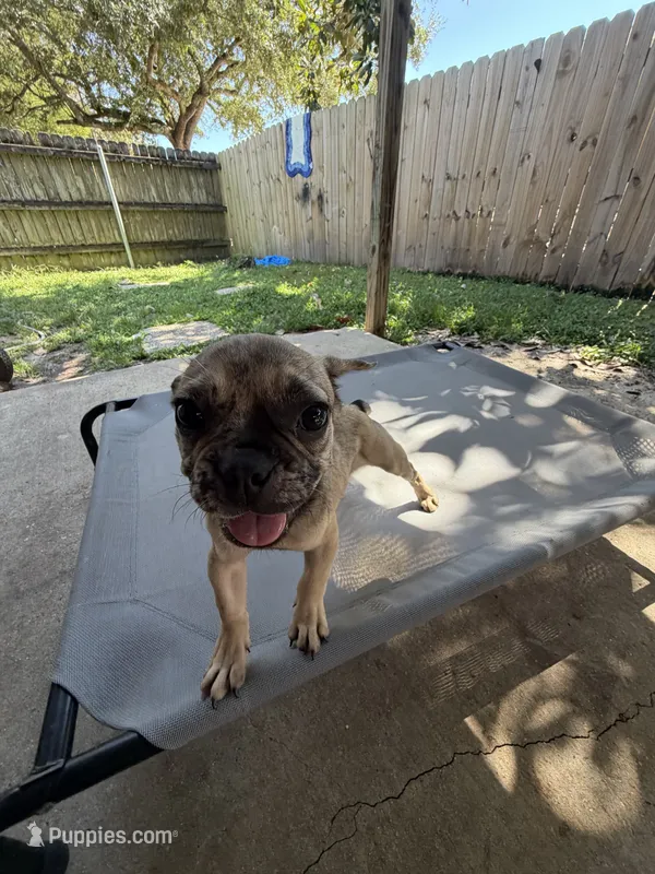 Simba – French Bulldog puppy for sale in Slidell, LA
