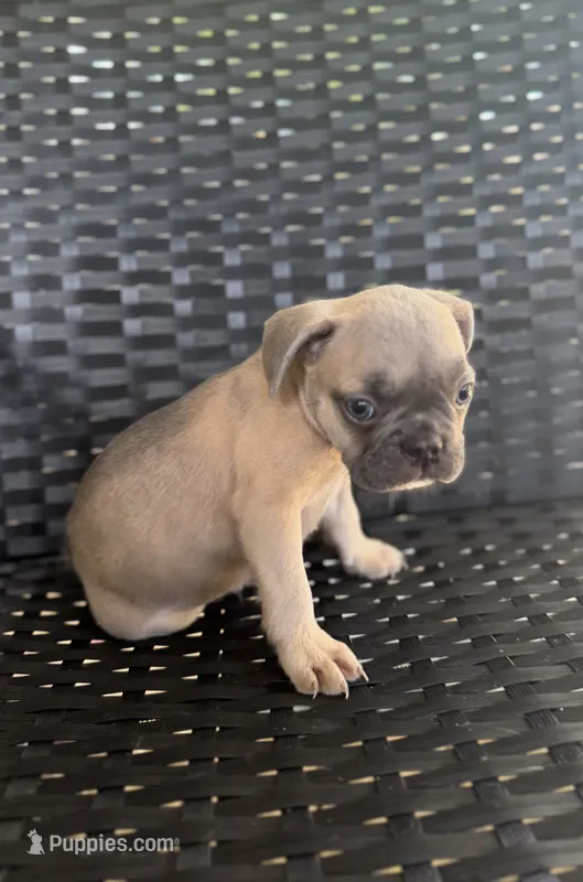 Shadow  – French Bulldog puppy for sale in Slidell, LA