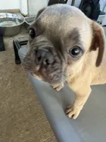 Shadow , a male French Bulldog for sale in Slidell, LA – 3 of 7